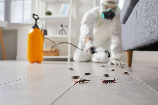Trusted Mosquito Control service in Gold River, CA - Nex Pest Control